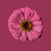 Zinnia Flower, Pink On Plain Background