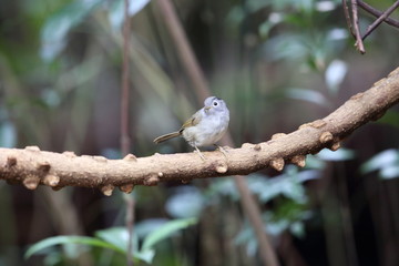 Wall Mural - Mountain fulvetta (Alcippe peracensis) in Dalat, Vietnam
