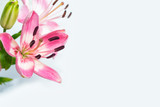 Bright lily flowers isolated on white background.