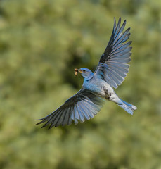 Bacon For Breakfast - A male mountain bluebird with wings extended brings a tasty meal to the bluebird nest. Silverthorne, Colorado.