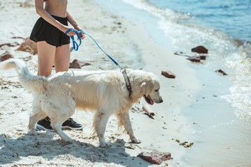 Wall Mural - cropped image of woman walking golden retriever by sea