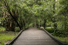 Isolated And Serene Florida Park Path Trail