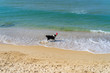 Dog playing on a beach catching a red frisbee