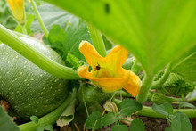 The Bee Pollinates The Yellow Flower Of The Pumpkin. Eco Agriculture. Permaculture Cultivation Of Melons.