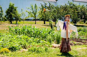 Scarecrow watches over kitchen garden plot on a small farm