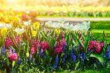 Beautiful blooming bright fresh hyacinth flowers in the garden i