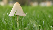 Small Mushroom In Grass