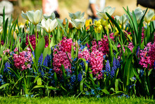 Beautiful Blooming Bright Fresh Hyacinth Flowers In The Garden O