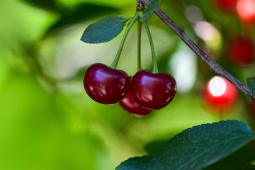 Wall Mural - Ripe cherry on a branch in the garden