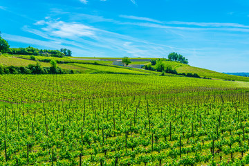 Vineyards at Saint Emilion, France