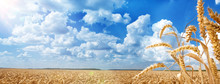 Summer Landscape Of Golden Wheat Field