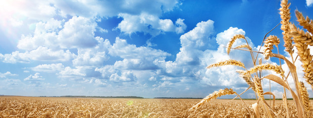 Fotomurales - Summer Landscape of Golden Wheat Field