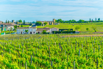 Vineyards at Saint Emilion, France