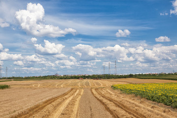 Fotomurales - Harvest on the Golden Wheat Field