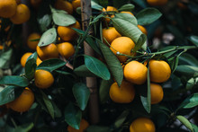 Branch Of Growing Tangerines
