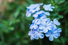 Tender Blue Flowers In Close-up