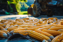 Corn Cobs Lying On Road In Guangxi Province