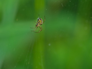 Black and yellow spider waiting on the web