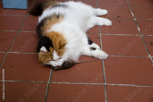 Dreifarbige Katze Mit Ihrer Beute Eine Tote Maus Buy This Stock Photo And Explore Similar Images At Adobe Stock Adobe Stock