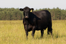 Cow Breed Black Angus (Aberdeen Angus) On Free Pasture On A Green Meadow.