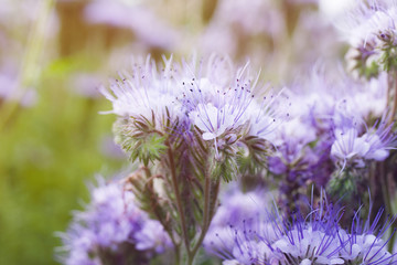 Phacelia flowers (Lacy Phacelia Tanacetifolia) close up, soft focus, background.