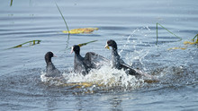 Fighting Coots For A Piece Of Nest Material In Lake In The Netherlands