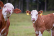 Calves with yello ear tags