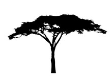 African Tree Icon, Acacia Tree Silhouette, Vector Isolated 