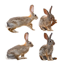 Brown Rabbit In Four Positions