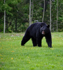 black bear in canadaian rockies