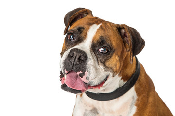 Wall Mural - Closeup Portrait Boxer Mix Dog