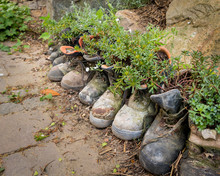 Old Hiking Boots Used As Flower Pots