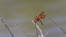 Halloween Pennant Dragonfly Clinging To A Twig