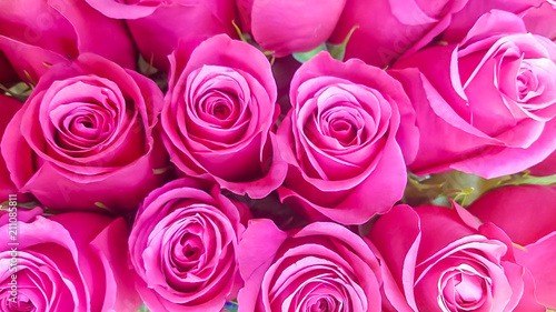 Fotografía Pink roses background; pink roses meanings include admiration, romance, and mor