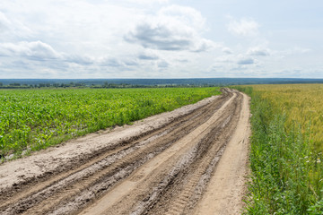 Vanishing dirt road with deep rut and puddles in meadow.