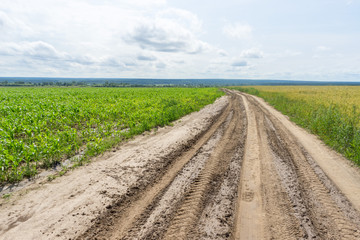 Wall Mural - Vanishing dirt road with deep rut and puddles in meadow.