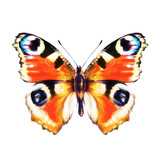 Fototapeta Motyle - beautiful red  butterfly, isolated  on a white