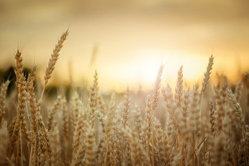 Wall Mural - Wheat in sunset