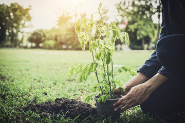 Wall Mural - Young man planting the tree in the garden as earth day and save world concept, nature, environment and ecology