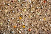 Indoor Decoration Wall With Various Sea Shells, Sand And Gravel.