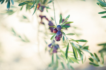 Spanish olive grove, branch detail. Raw ripe fresh olives growing in mediterranean garden ready to harvest, soft focus.