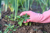 Fototapeta  - Hand Of Female Gardener In Working Rubber Gloves Weeding Weeds In Vegetable Garden Of Onion Close Up.