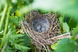 Fototapeta  - Corncrake Eggs (Crex Crex) In Bird Nest In Tall Grass Meadows In Summer Top View.