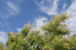 Amazing background with pines blowing in the wind and beautiful cloudy blue sky during windy weather, detail of beach trees, mediterranean background