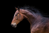 Fototapeta Konie - Portrait of bay horse isolated on black background