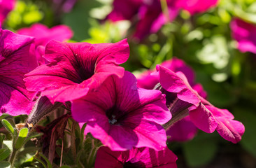 Poster - Purple flowers of petunia