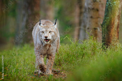 Lynx In Green Forest Wildlife Scene From Nature Walking