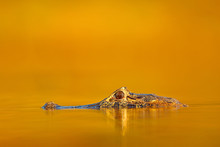 Crocodile And Sunset.  Yacare Caiman In The Dark Orange Evening Water Surface With Sun, Nature River Habitat, Pantanal, Brazil. Wildlife Scene From Nature. Crocodile And Sunset.