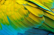 Leinwandbild Motiv Close-up detail of parrot plumage. Green parrot Great-Green Macaw, Ara ambigua, detail of bird wing Wild nature in Costa Rica. Green, yellow and blue feathers.