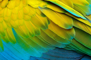 close-up detail of parrot plumage. green parrot great-green macaw, ara ambigua, detail of bird wing 